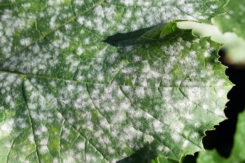 Powdery mildew spores on a grape vine leaf