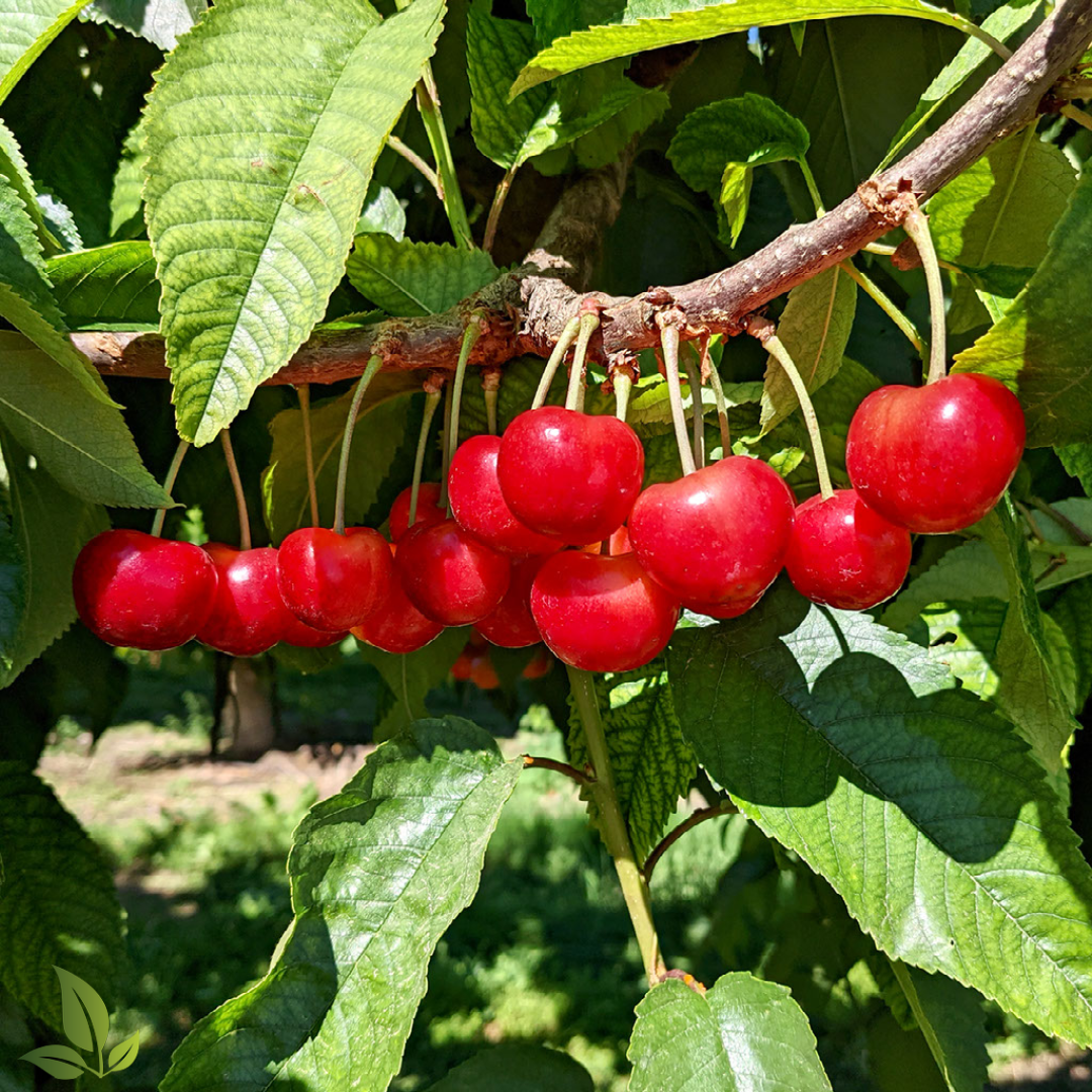 How to Boost Calcium in Cherries (and Why it Matters)