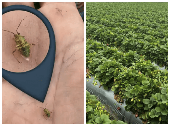 Maximizing Strawberry Yields: Lygus Control with NanoCrop & Grower’s Secret