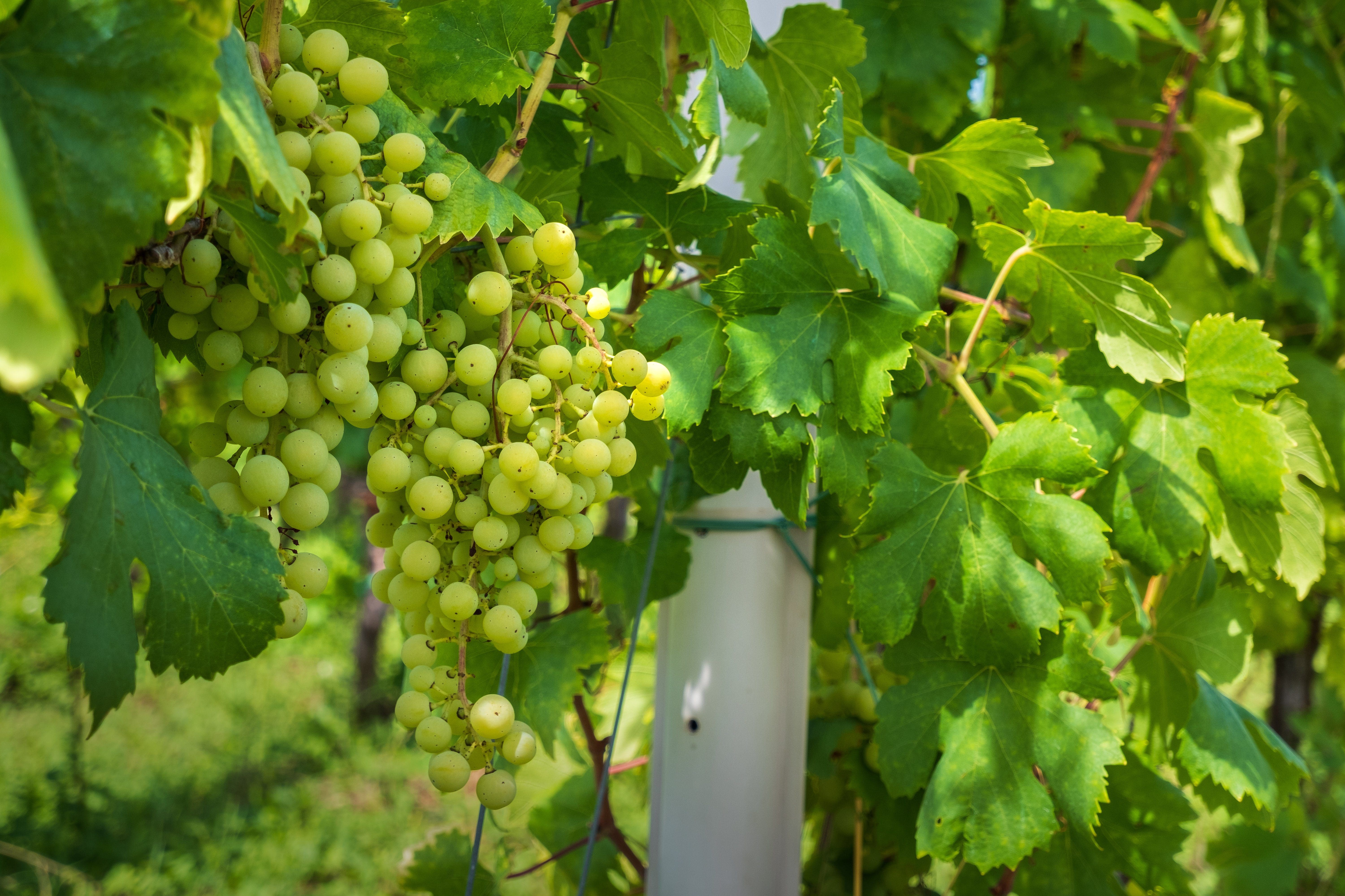 How to Boost Your Wine Grape’s Brix Levels | 5 Tips