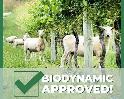 Goats in Vineyard - PureCrop1 is Biodynamic approved