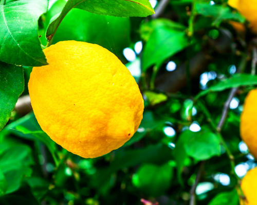 Close-up image of a lemon