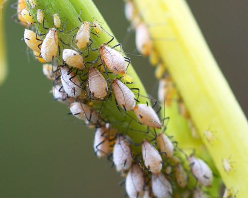Aphids on plant