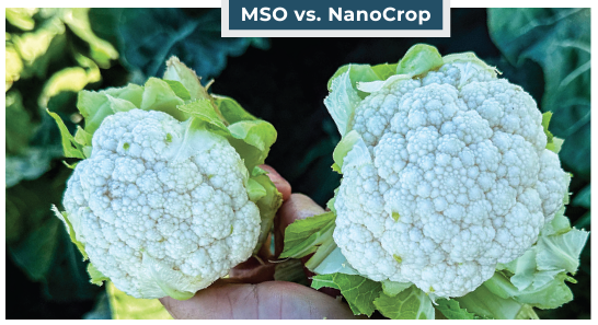 Transform Your Tank Mix with NanoCrop: The Ultimate Adjuvant Solution