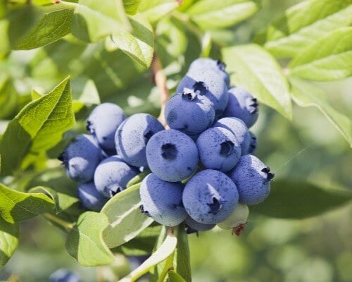 Blueberries - Vaccinium corymbosum, high huckleberry, blush with abundance of crop- Blue ripe berries fruit on the healthy green plant- Food plantation - blueberry field, orchard-1
