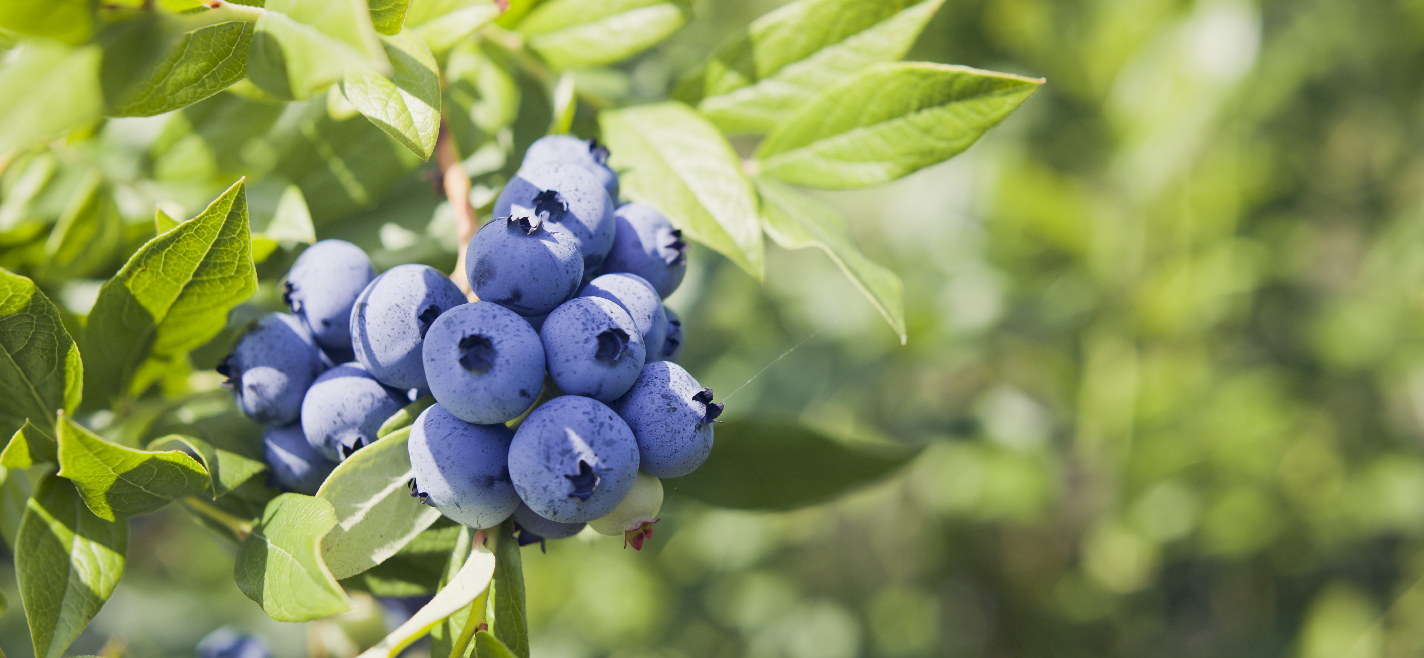 Blueberries - Vaccinium corymbosum, high huckleberry, blush with abundance of crop. Blue ripe berries fruit on the healthy green plant. Food plantation - blueberry field, orchard