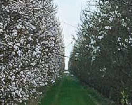 The images shows two rows of almond trees in an orchard. The left side used NanoCrop as a dormancy treatment. The right side used the farmer's standard dormancy treatment.