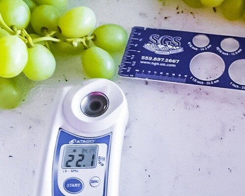 A photo showing Ivory table grapes being measured after NanoCrop treatments.