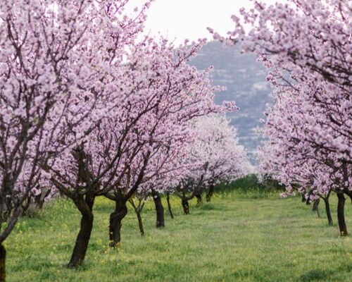 An image of an almond orchard in bloom 